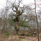 Urwald im Reinhardswald 01