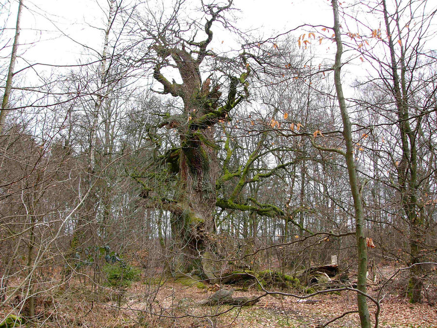 Urwald im Reinhardswald 01