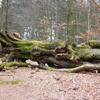 Urwald im Reinhardswald 02