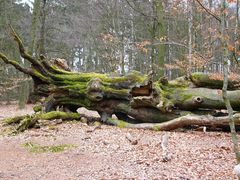 Urwald im Reinhardswald 02