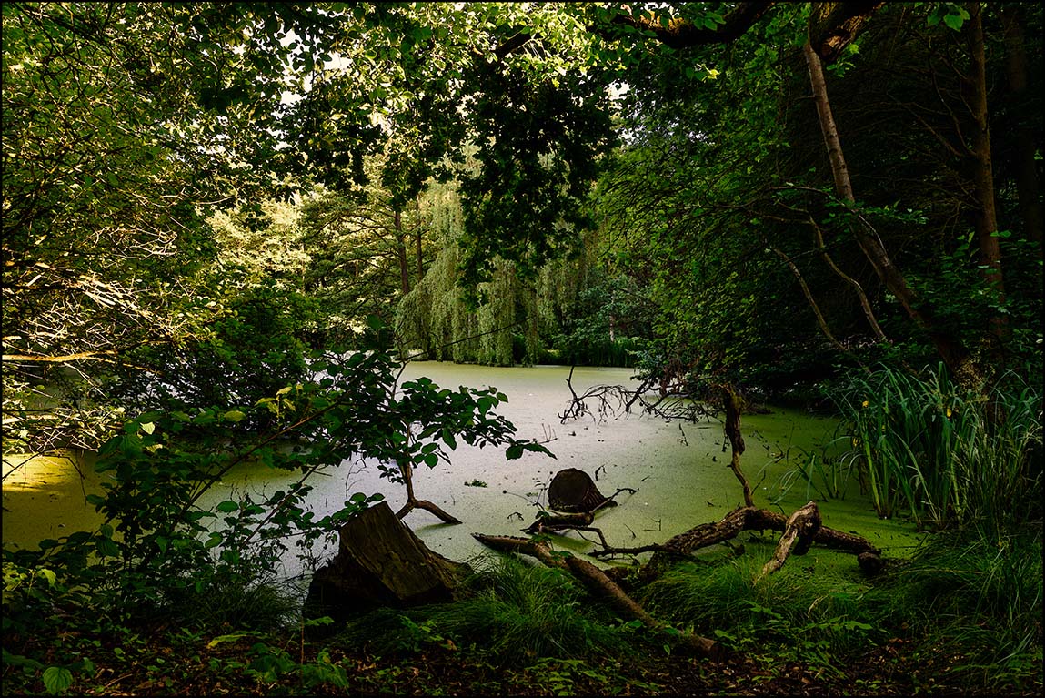 Urwald im Schlosspark Agathenburg