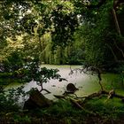 Urwald im Schlosspark Agathenburg