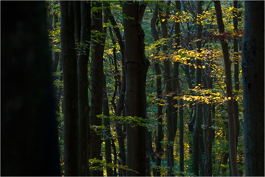 Urwald im Schwarzwald