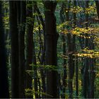 Urwald im Schwarzwald