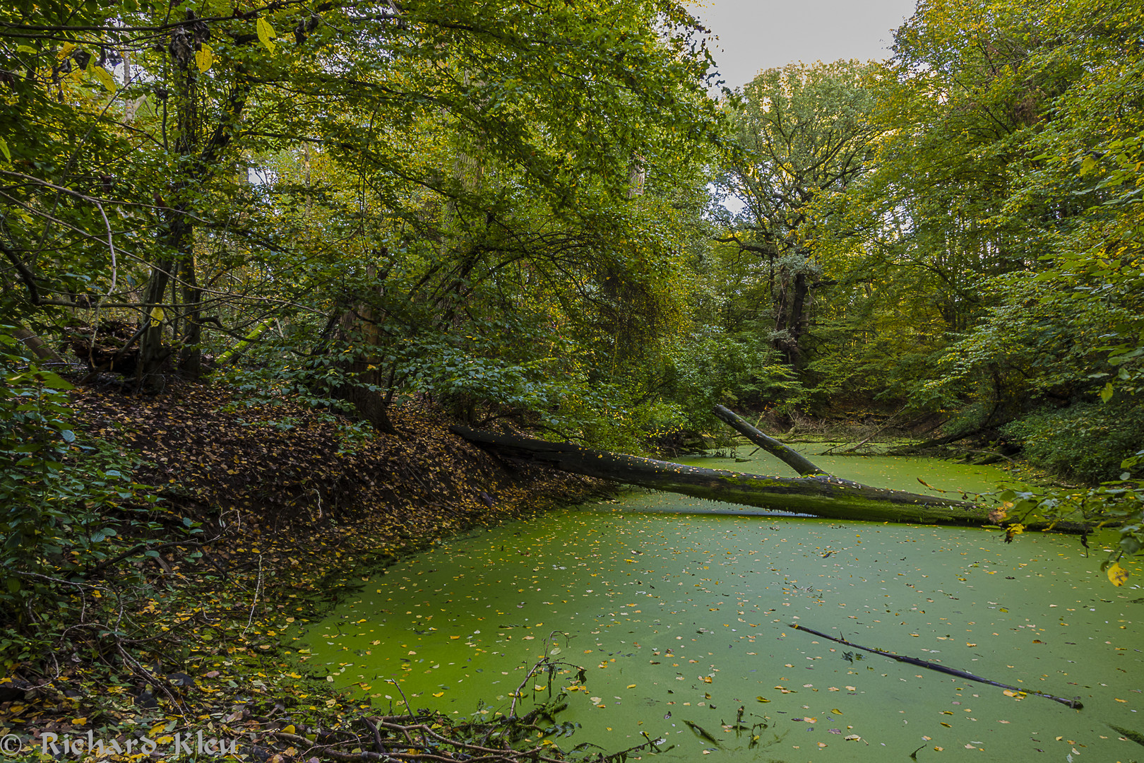 Urwald im Siegdelta - NRW