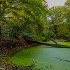 Urwald im Siegdelta - NRW