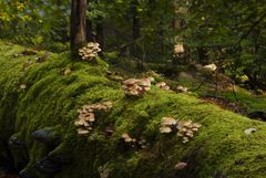 Urwald im Spessart II