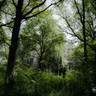 ...urwald in beelitz...