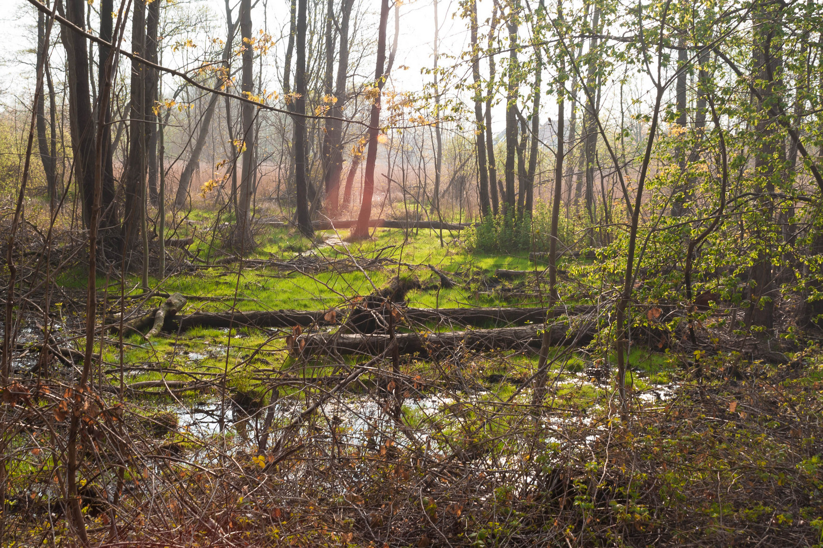 Urwald in Breege / Rügen