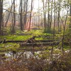 Urwald in Breege / Rügen