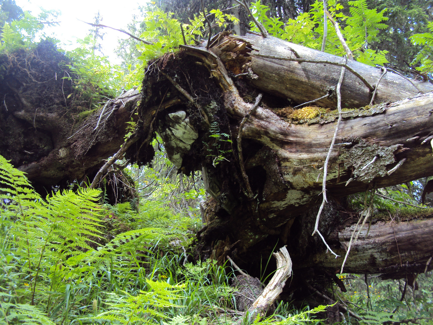 Urwald in den Alpen