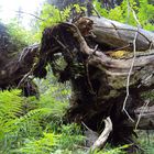 Urwald in den Alpen