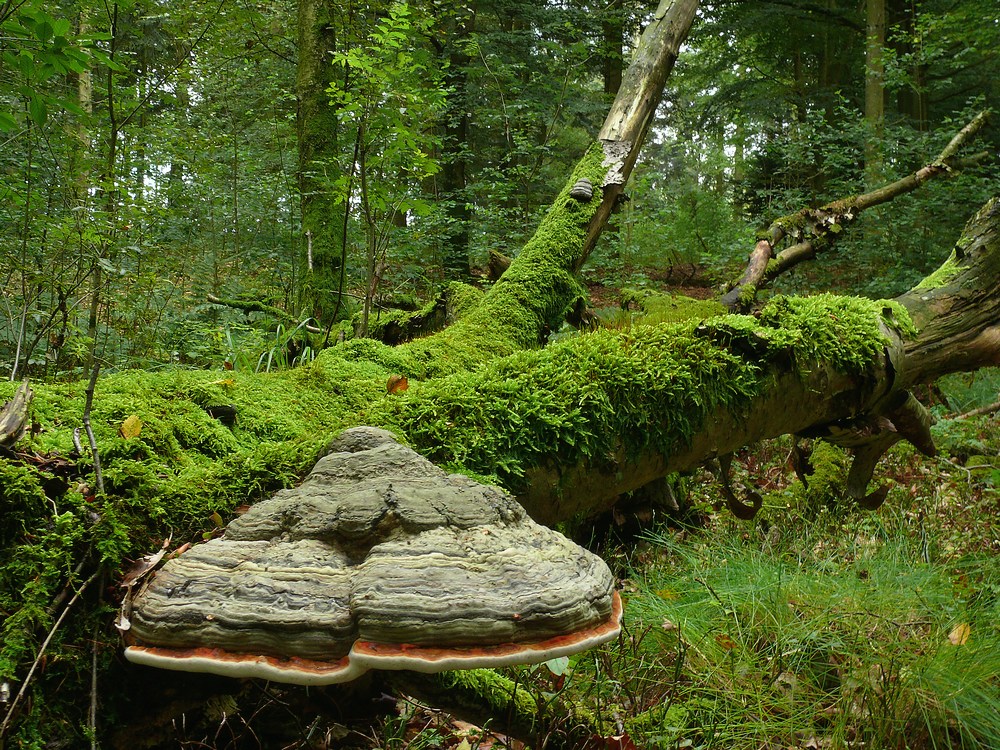 Urwald in den Fröruper Bergen