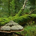 Urwald in den Fröruper Bergen