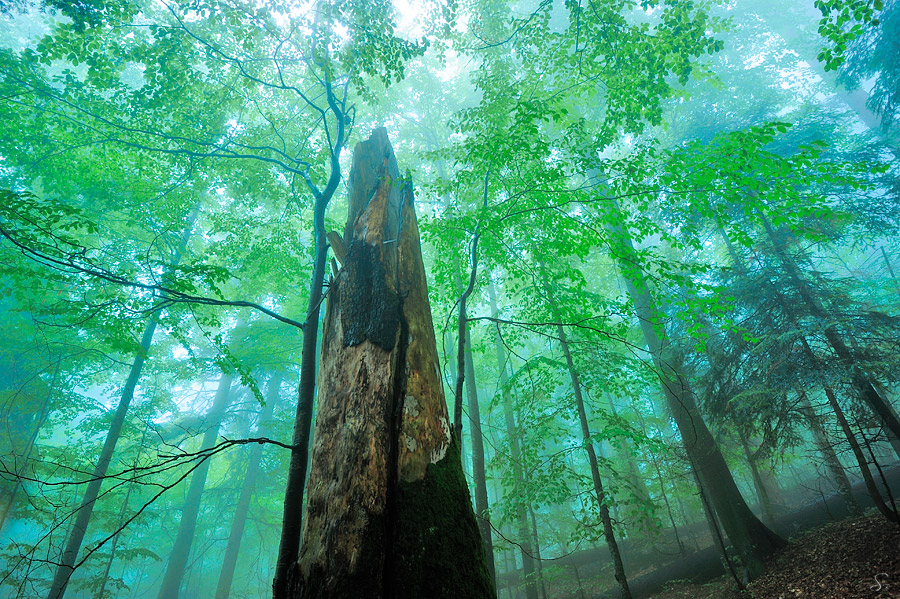 Urwald in den Karpaten