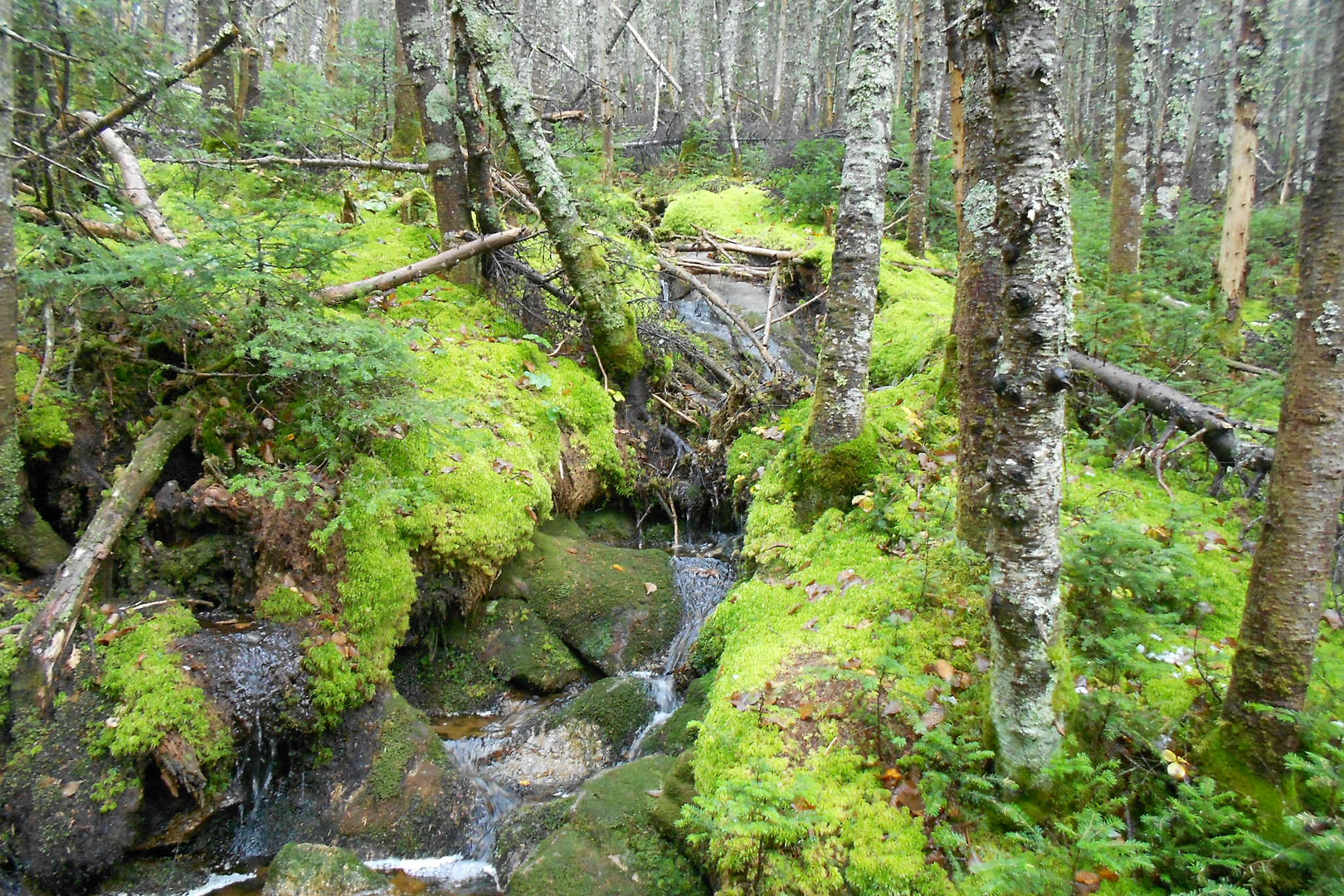 Urwald in den Snowy Mountains USA