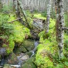 Urwald in den Snowy Mountains USA