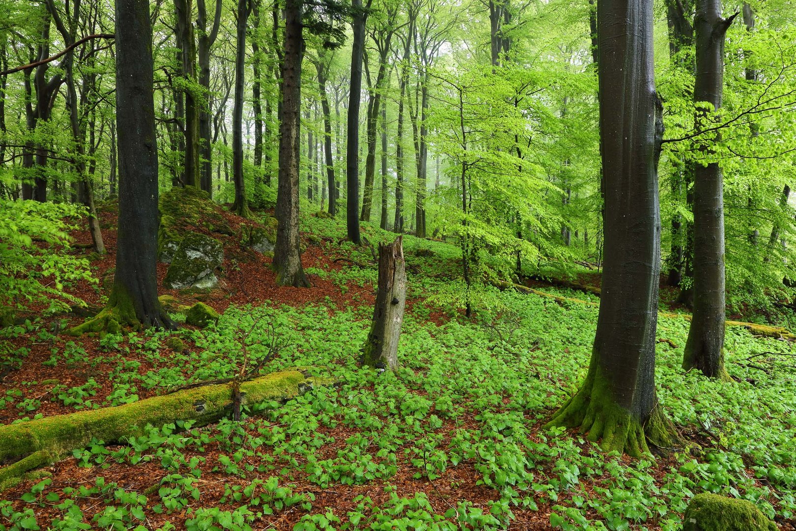 Urwald in der Eifel