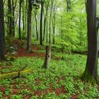 Urwald in der Eifel