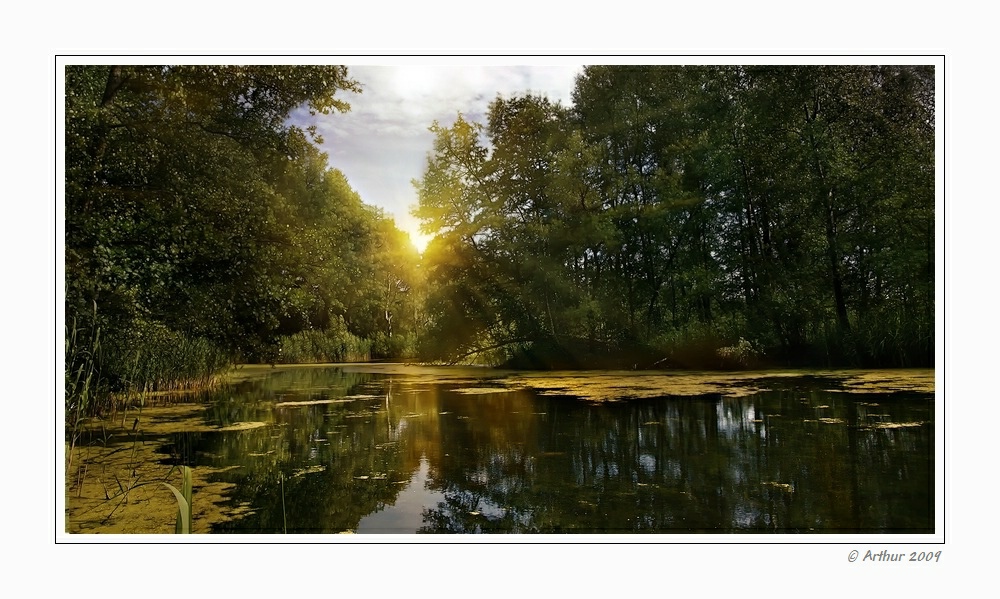 " Urwald " in der Lausitz