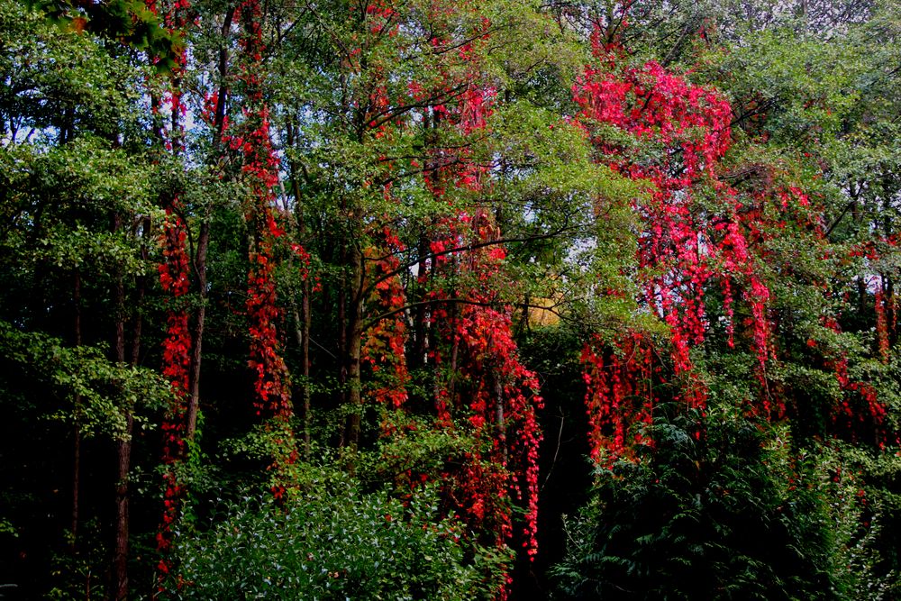 Urwald in der Lausitz