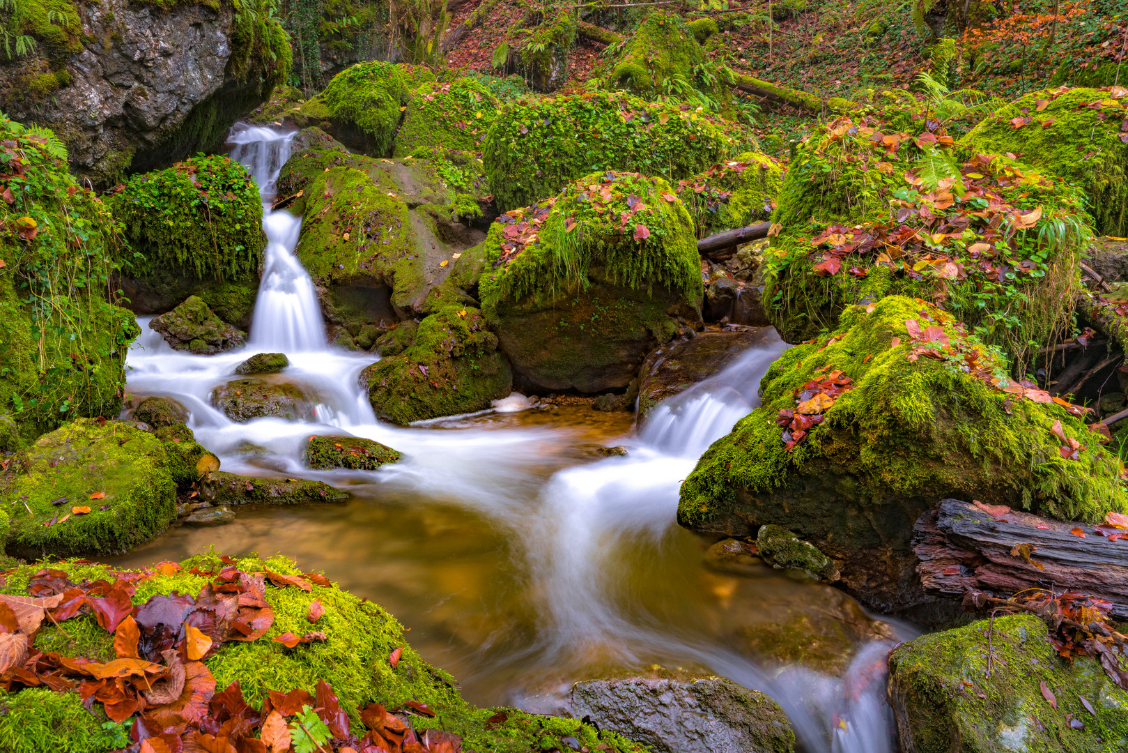 Urwald in der Schweiz