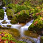 Urwald in der Schweiz