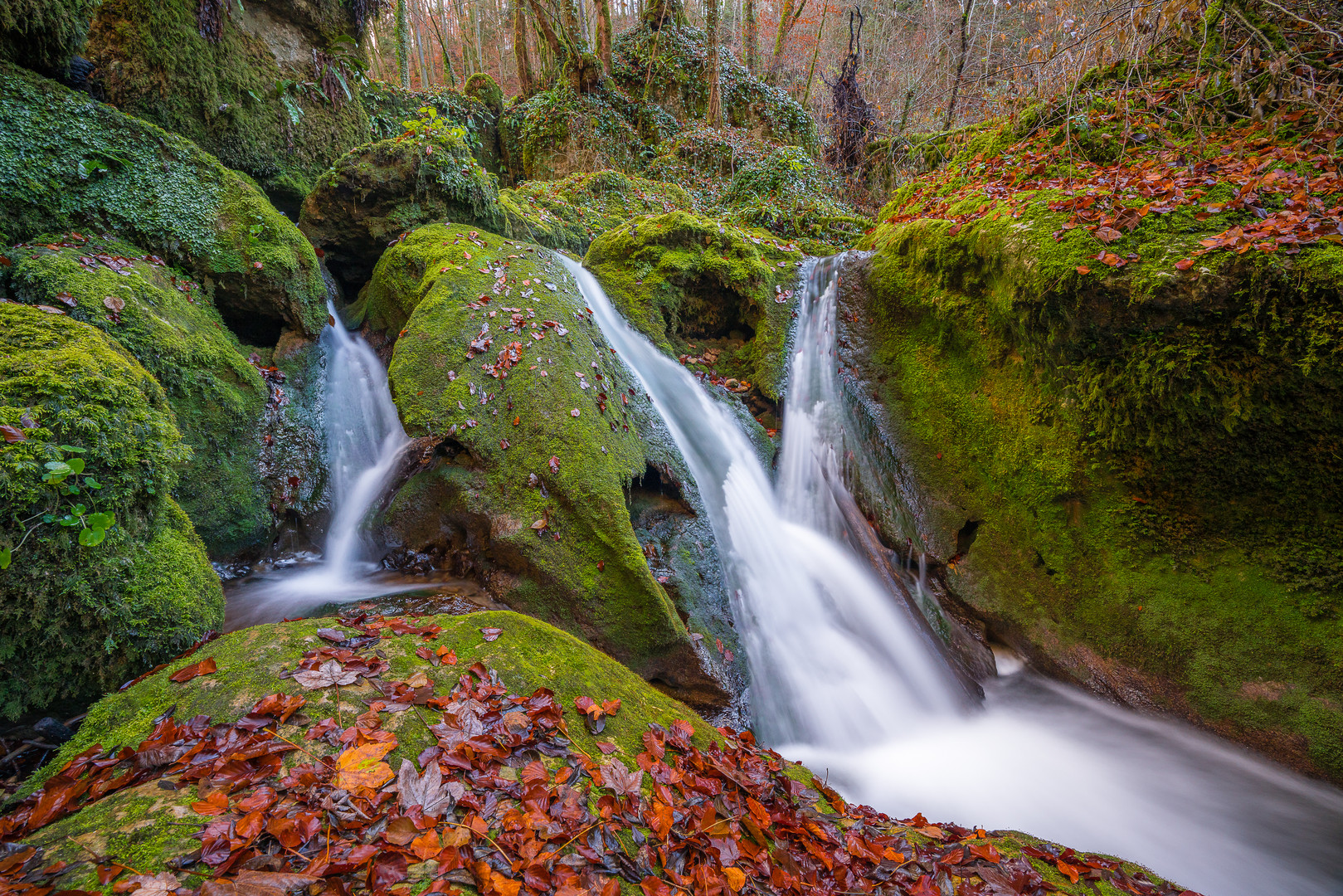 Urwald in der Schweiz...