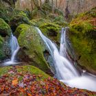 Urwald in der Schweiz...