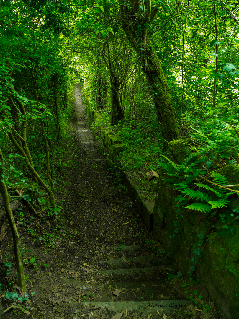 Urwald in der Stadt