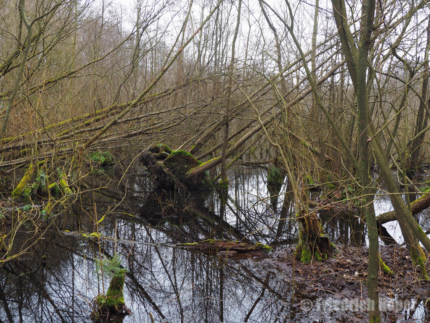 Urwald in der Stadt