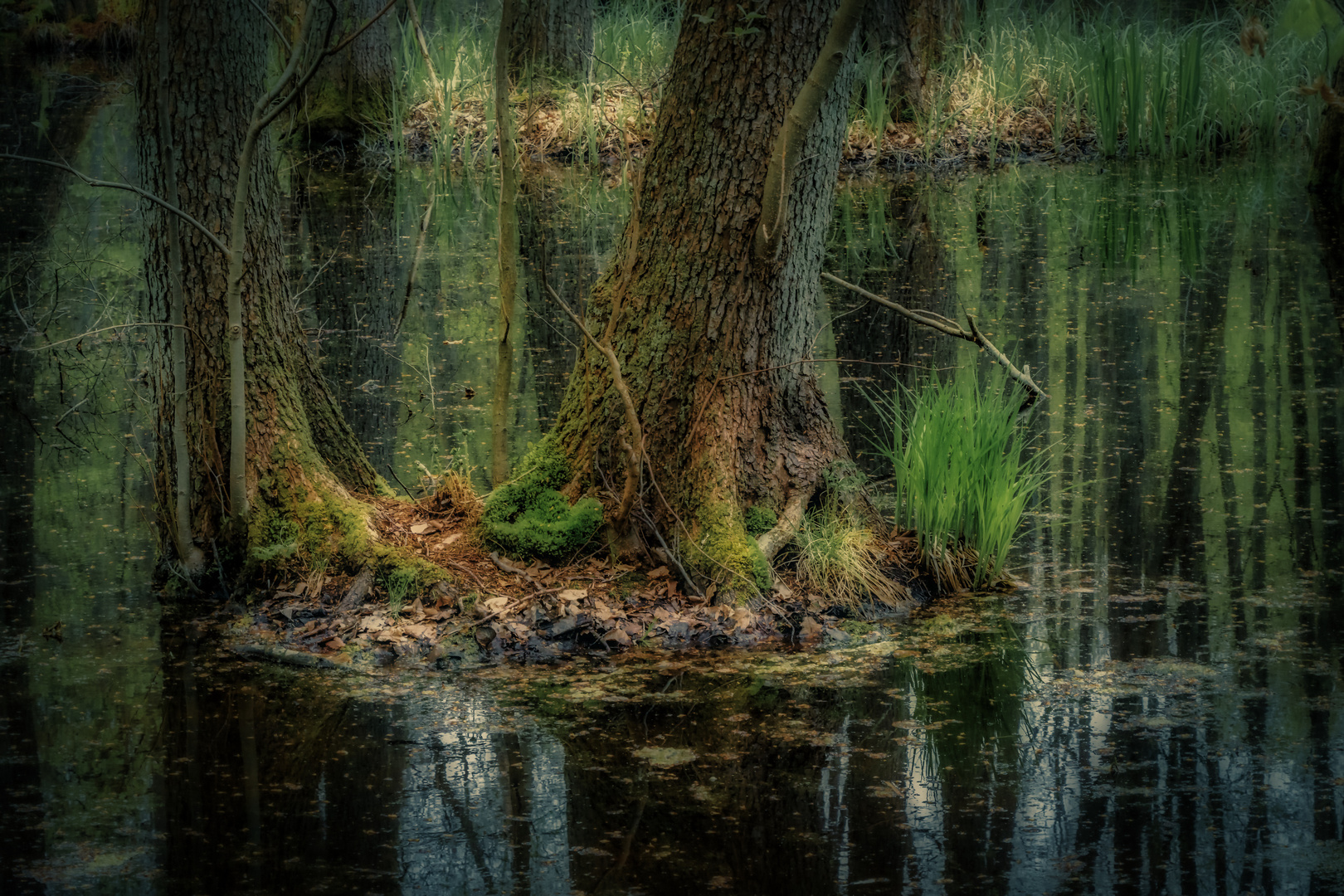 Urwald in der Uckermark