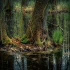 Urwald in der Uckermark