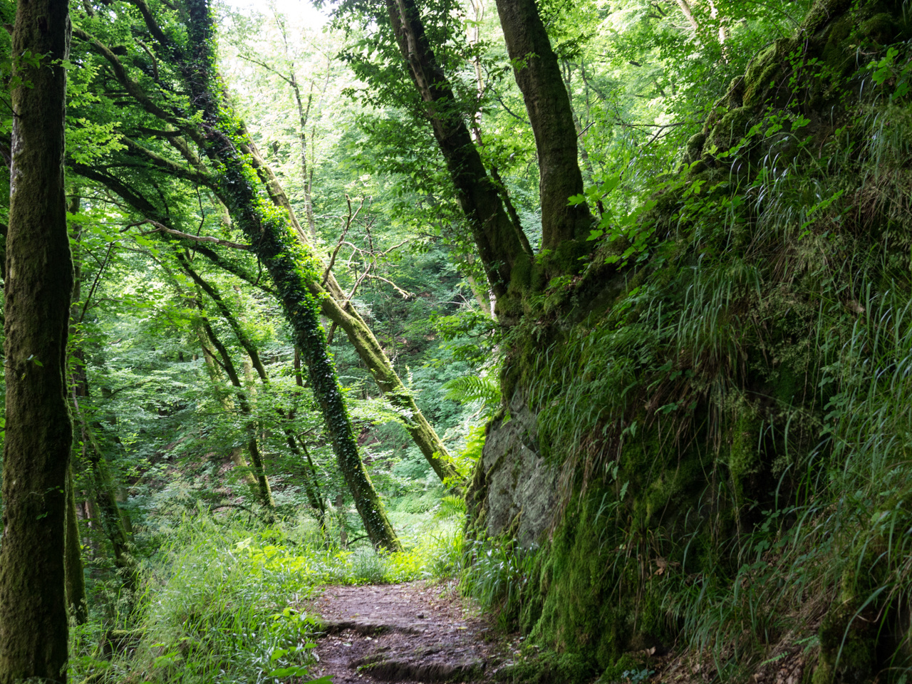 Urwald in Deutschland