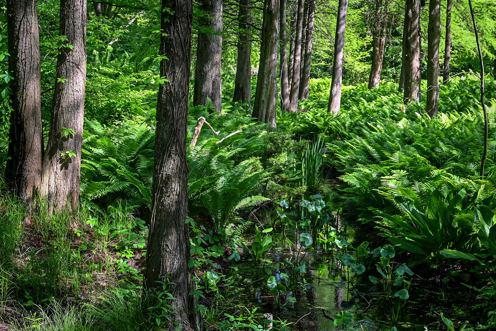 Urwald in Hamburg