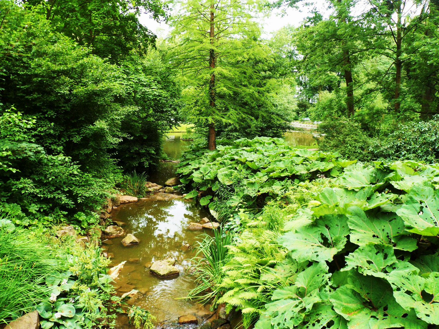 Urwald in Hessen