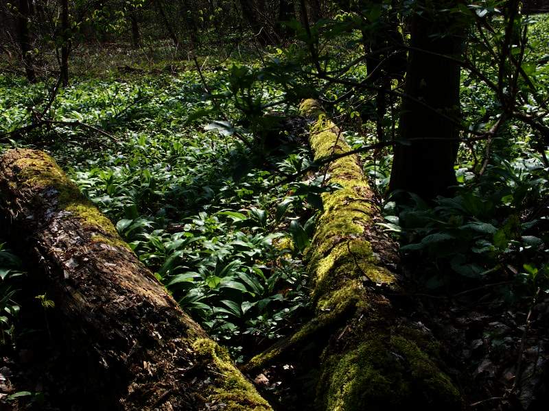 Urwald in Hessen