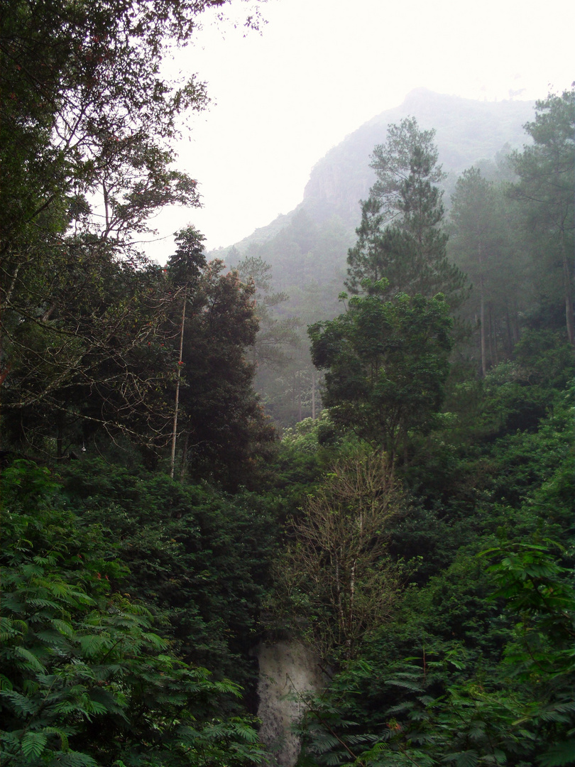 Urwald in Indonesien Java