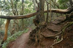 Urwald in La Gomera