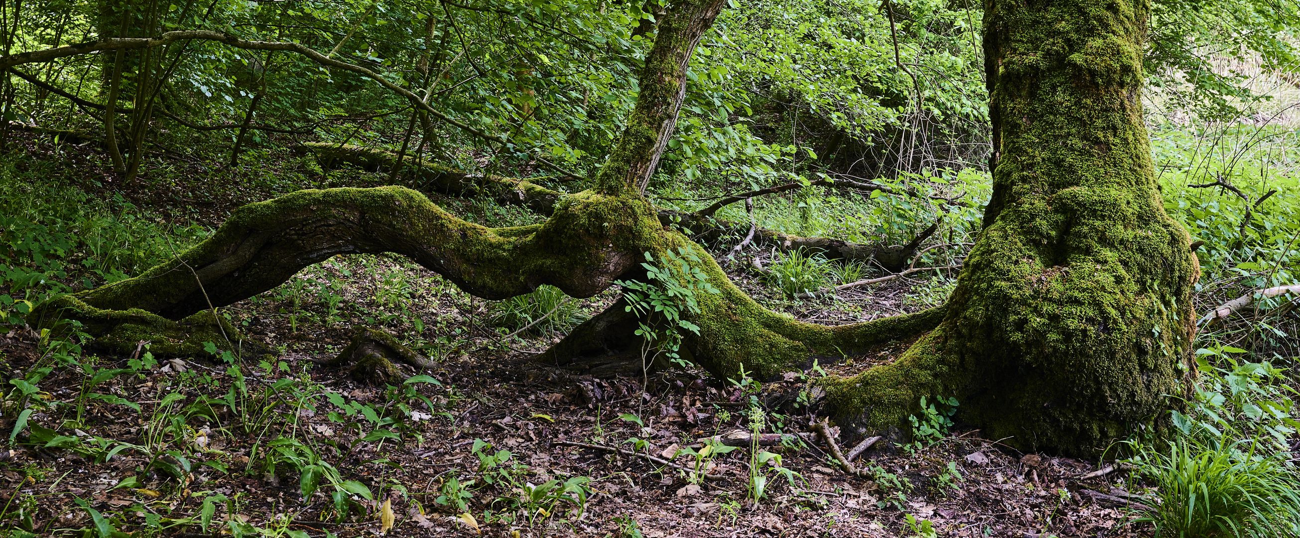 Urwald in Mittelbaden