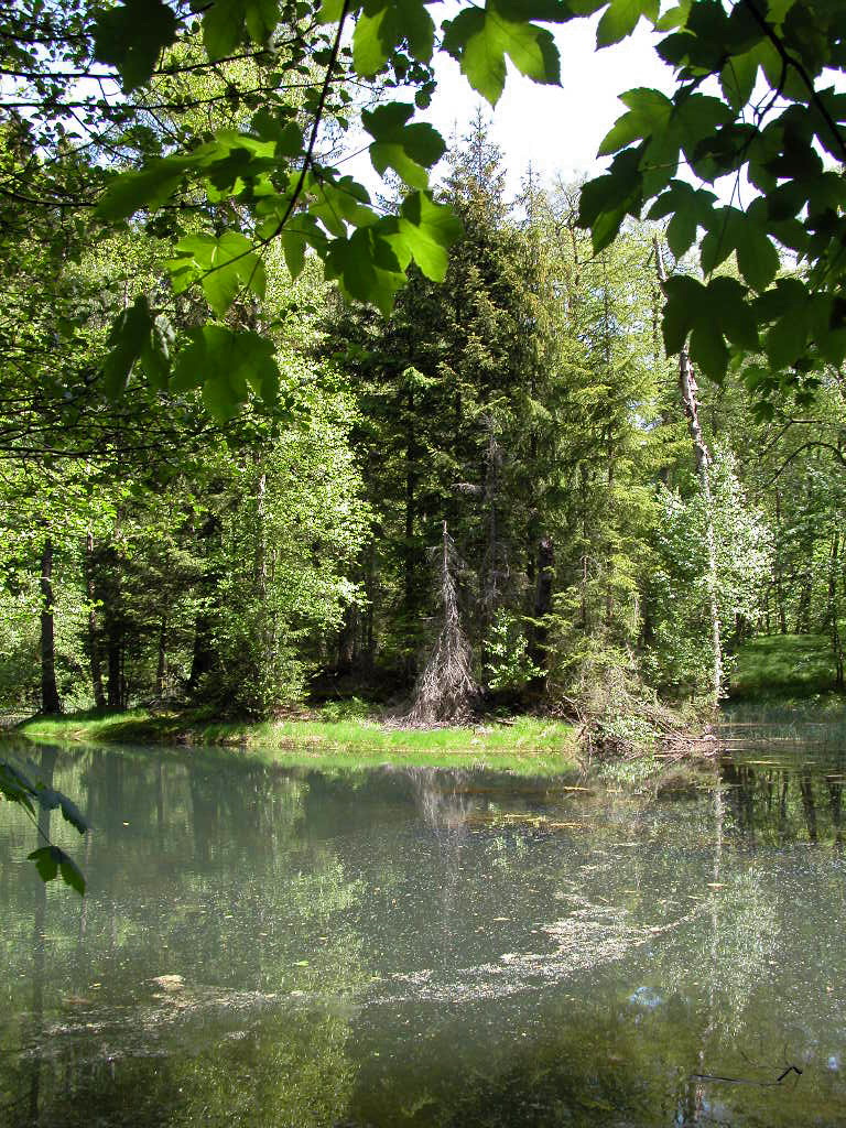 Urwald in Thüringen