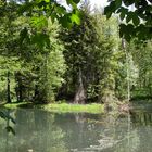 Urwald in Thüringen