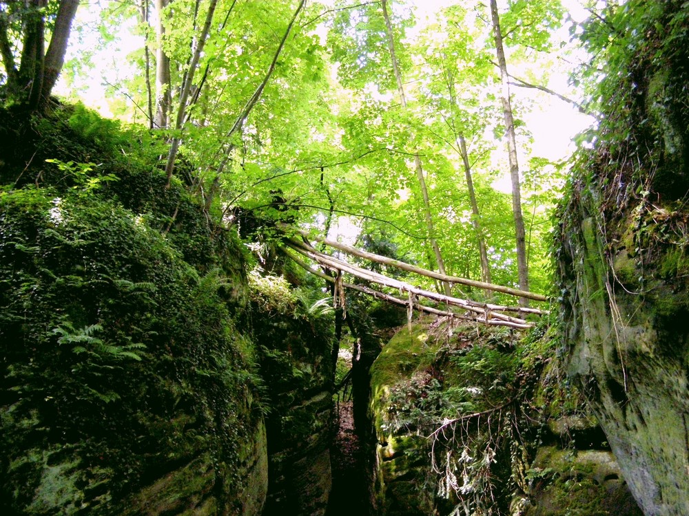 Urwald in Tschechien