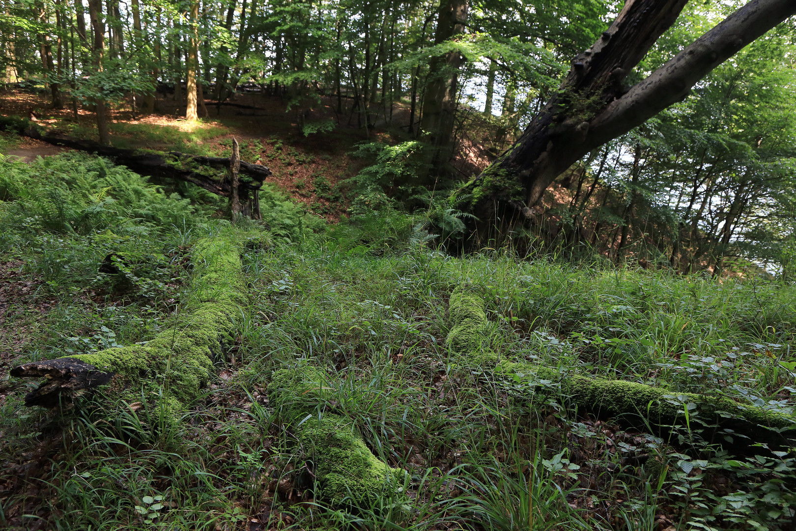 urwald jasmund