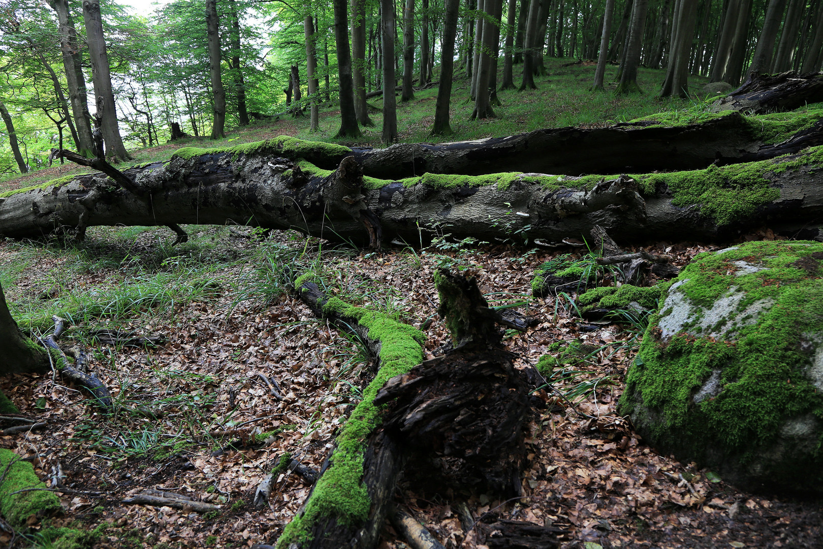 urwald jasmund