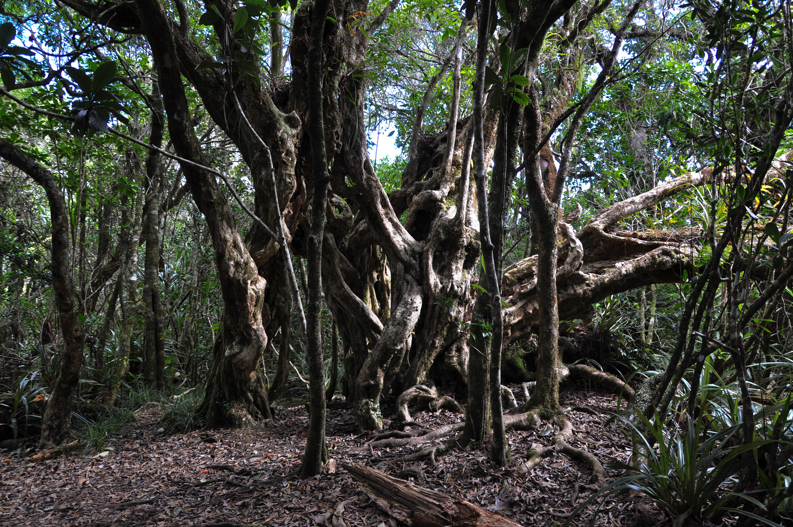 Urwald La Reunion