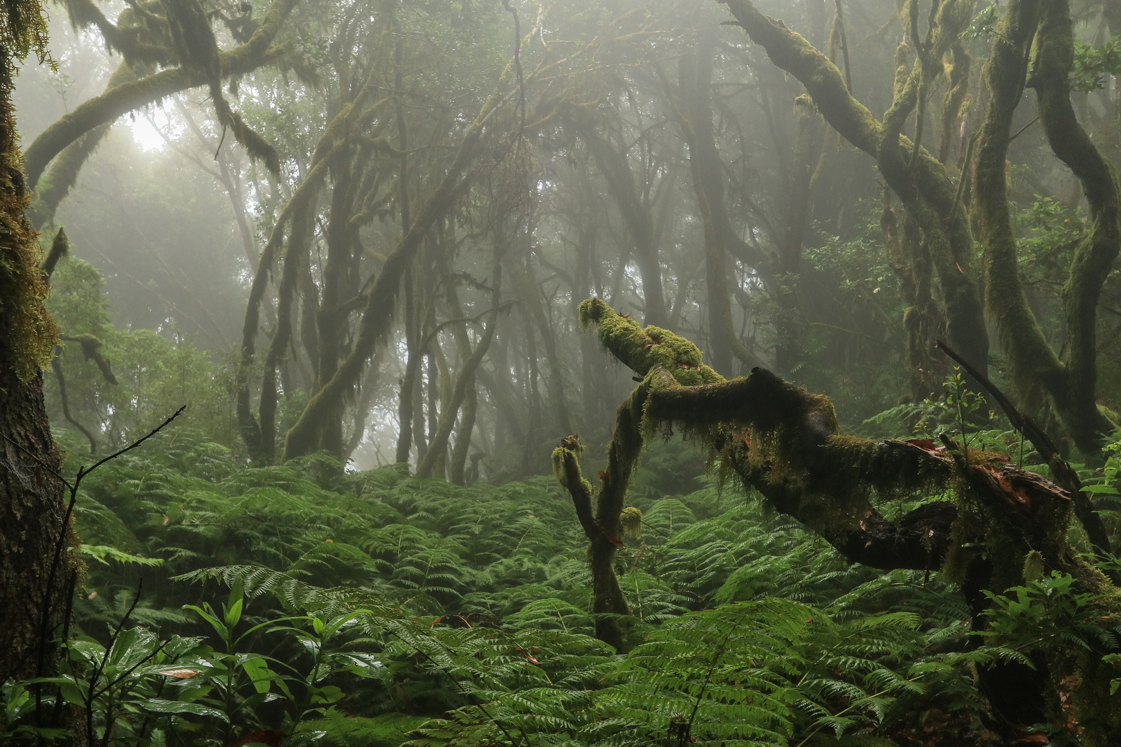 Urwald-La_Gomera