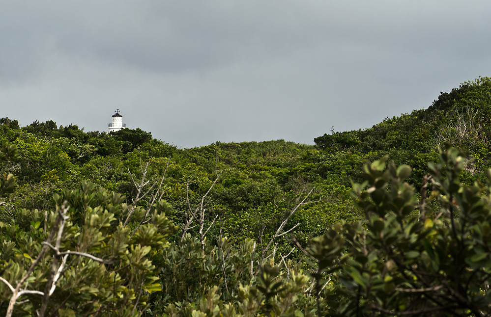 Urwald mit Leuchtturm