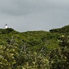 Urwald mit Leuchtturm