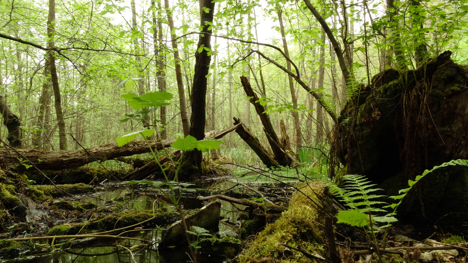 Urwald mitten in Deutschland